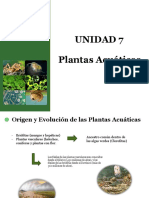 Unidad 7 Adaptaciones Macrofitas