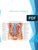 Anatomía Urológica