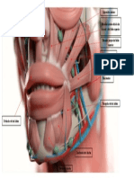 Músculos de Los Labios