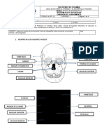 Actividad Anatomia