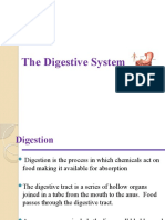 Digestive System