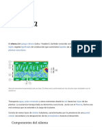 Xilema - Wikipedia, La Enciclopedia Libre