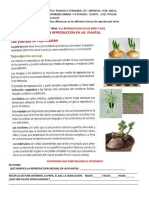 Guia 3 Naturales 4P Reproduccion de Las Plantas.