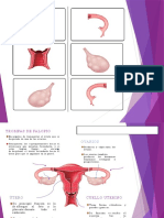 Sistema Reproductor Humano