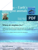 Dolphins - Earth's Most Intelligent Animals: Project Realized by Manea Alexandra Teacher - Tulei Angela