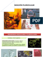 Tema 3 Organización Pluricelular