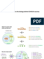 An Introduction To The Biology Behind COVID19 Vaccines