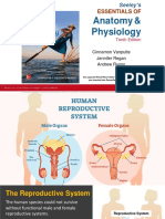 Chapter 19 Reproductive System