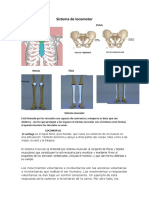 Sistema de Locomotor