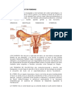 Aparato Reproductor Femenino