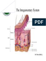 Integumentary System