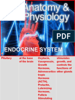 3 +endocrine+system