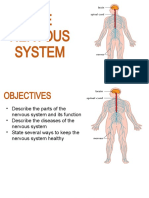 Nervous System