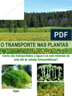 Transporte Nas Plantas