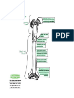 The Structure of The Long Bone