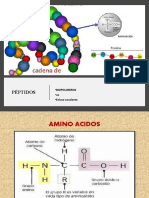 Aminoacidos y Peptidos