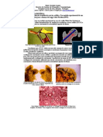 O Efeito Da Tunelização Transfisária Cervico-Cefálica. Um Modelo Experimental de Um Método Preventivo para A Doença de Legg-Calvé-Perthes. Nuno Craveiro Lopes