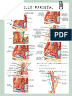 Apuntes Anatomia 2 - Sesion 1.2