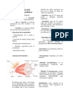 Neuro Motor Contracción Muscular