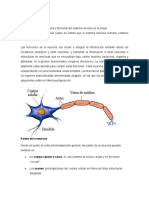 La Neurona y Sus Partes