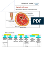 Résumé Messabhi Nada (Myologie de La Cuisse)