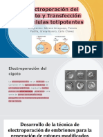 2 Electroporación Del Cigoto y Transfección de Células Totipotentes