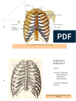 Lp. 4 SCHELETUL TORACELUI