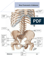 Anatomia