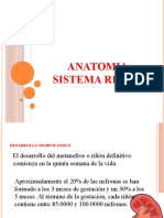 Anatomia de Las Vias Urinarias