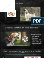 Especialidad de Perros