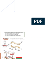 Anatomia Miembro Superior Brazo Antebrazo y Mano