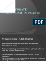 Carbohydrate Metabolism in Plants