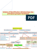 Classification Bactériènne