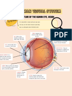 The Human Visual System