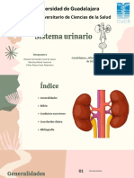 Sistema Urinario