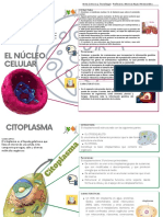 Partes de La Celula