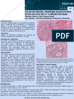 Histología de Testículos de Paiche, Arapaima Gigas (Cuvier, 1829) Procedentes de Cultivo de 6 y 12 Meses de Edad