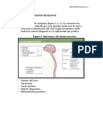 P2. Virus Patogenos Humanos