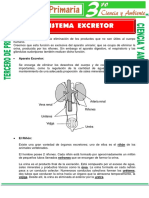 Aparato Excretor para Tercero de Primaria