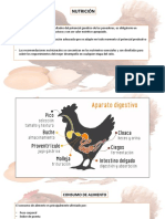 Nutricion Aves de Postura