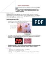 Histologia Unidad 1 2 y 3