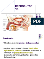 Sistema Reprodutor - Aula