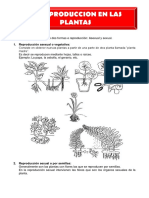 La Reproduccion en Las Plantas para Quinto de Primaria