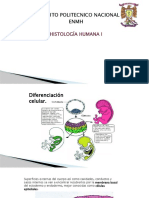 1 - Tejido Epitelial y Glandular