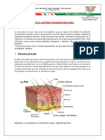 FICHA 03 Sistema Tegumentario