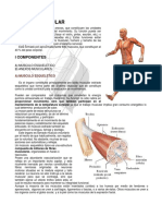 4.-Notas Sistema Muscular