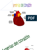 Arterias y Venas Del Corazon