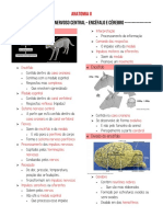 Sistema Nervoso Central - Encéfalo e Cérebro