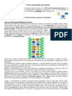 Acidos Nucleicos ADN ARN