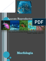 Aparato Reproductor de Peces